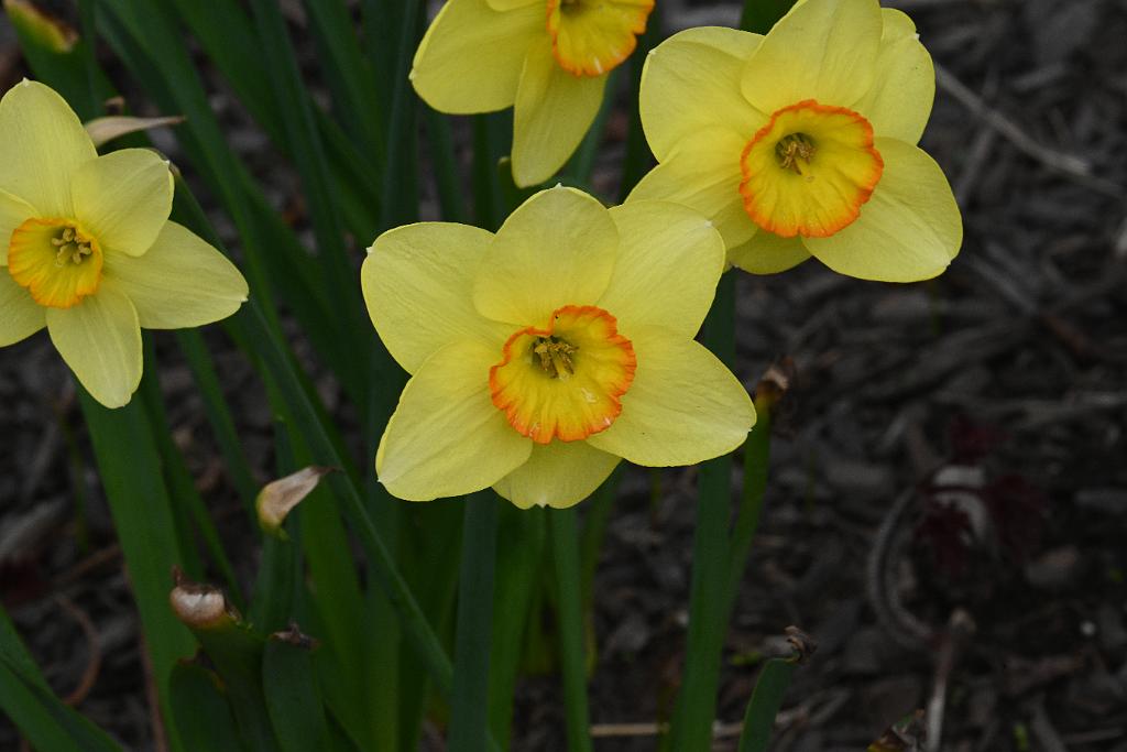 2025-04216374 Tower Hill Botanic Garden, MA.JPG - Daffodil. New England Botanic Garden at Tower Hill, MA, 4-21-2025